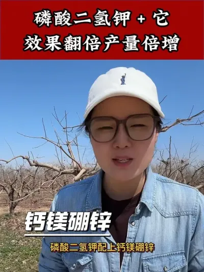 #小麦高产技术 #增产增收小配方 #磷酸二氢钾 #水稻种植 #小麦种植管理技术