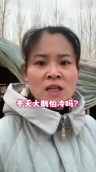 冬天大鹅怕冷吗？#养鹅技术分享 #科学养鹅 #养殖人加油 #养鹅人 #上热门🔥