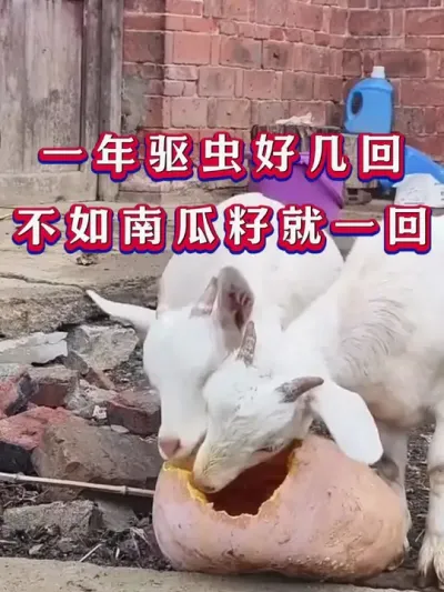 一年驱虫好几回不如南瓜籽就一回 #养羊 #三农 #新手养羊 #养殖