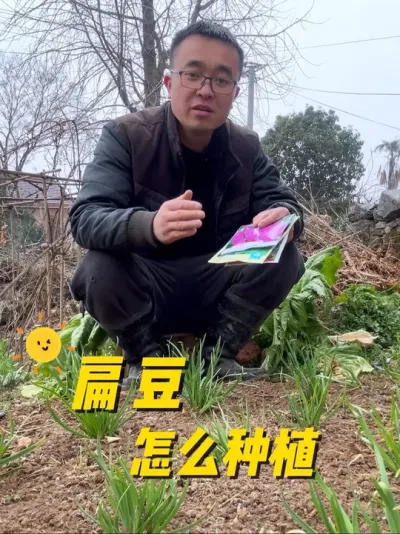 扁豆怎么种植？扁豆种植管理方法？#种植小技巧 #自己种菜 #楼顶种菜 #每天分享蔬菜种植技巧 #关注我一起学种菜