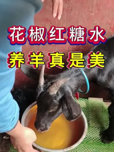 花椒红糖水养羊真是美 #养羊 #科学养羊 #新手养羊 #牛羊养殖