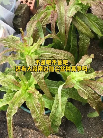 小小的加仑盆可以种三颗香莴笋，既吃叶子也吃笋，真是一举两得，太省空间啦！#记录我的种植生活 #盆栽青菜 #香莴笋 #莴笋种植 #我的小菜园