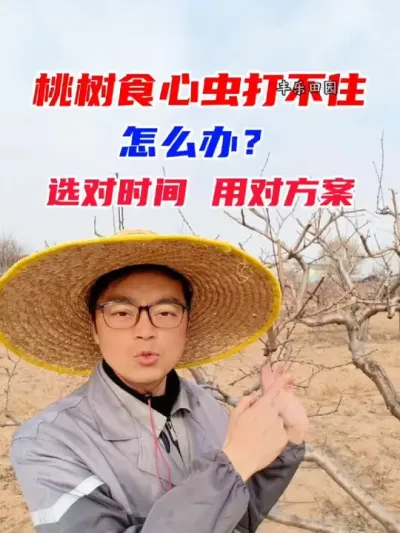 桃树食心虫防治时间和配方一定要及时选对，桃树食心虫防不住怎么办？选对正确的时间，用靠谱的方案 #桃树食心虫防治 #桃树管理 #桃树食心虫 #果树管理 #桃树种植