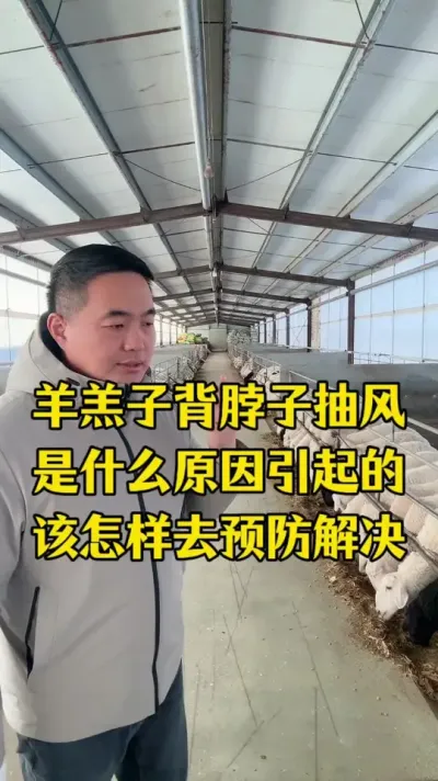 羊羔子背脖子抽风到底是什么原因引起的#每天分享养羊知识  #养殖不易  #养羊创业  #养羊人真辛苦