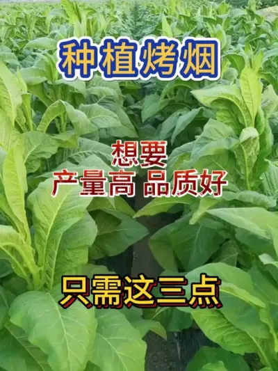 只需三步就能种出高品质高产量好烤烟 #烤烟种植技术与管理 #服务三农支持三农 #烤烟 #烤烟种植 #烟草