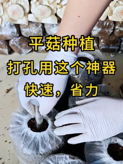 平菇种植，接种打孔用这个神器快速省力，你也试试吧#平菇种植 #菌种打孔器 #打孔器