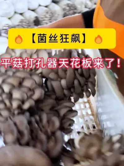 菌丝狂#飙！平菇打孔器天花板来了！#平菇种植 #打孔器 #菌种打孔器