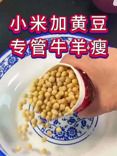 小米加黄豆专管牛羊瘦 #养羊养羊人 #新手养羊