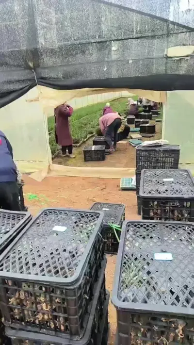 16000株，准备装车#黄金甘蔗 #甘蔗苗 #甘蔗种植 #水果甘蔗苗 #三农
