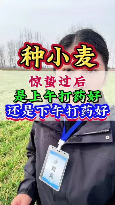 惊蛰过后小麦是上午打药好还是下午打药好#小麦#小麦种植#小麦管理#种小麦#小麦高产