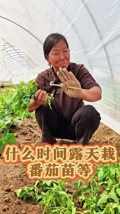 什么时间露天的栽番茄苗 什么时间露天的栽番茄苗等#番茄种植 #蔬菜种植 #西红柿种植 #生菜杨姐 #三农 @DOU+小助手 @DOU+上热门