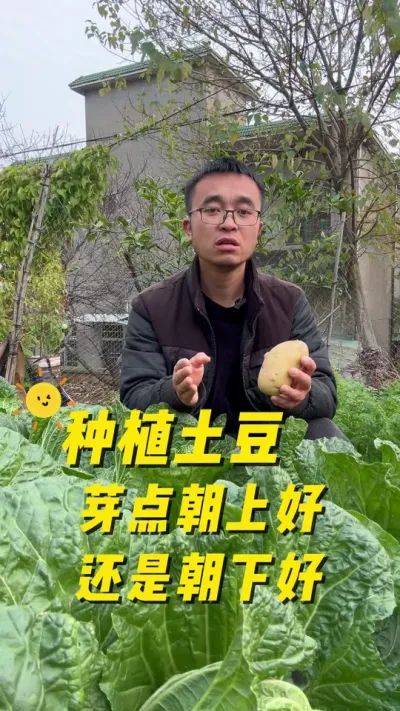 种植土豆芽点朝上好还是朝下好？土豆种植技巧#关注我一起学种菜 #我的小菜园 #种植小技巧 #我爱种菜 #学种菜