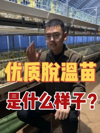 准备养大三花脱温苗？找不到好苗？怕苗子不纯？怕到家问题多？通通不用担心！看完这一篇，您的担心都不是问题！精品大三花脱温苗，数量有限！先到先得！#养鹅技术分享 #养鹅人 #养鹅技术找晓雨 #脱温苗