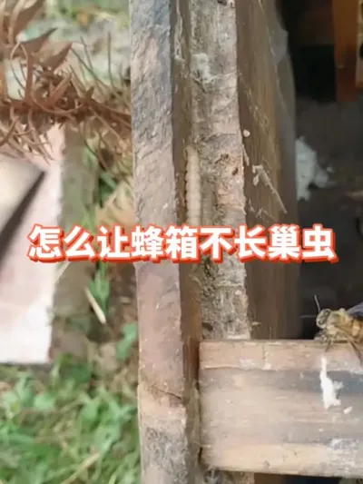 怎么让蜂箱不再出现巢虫#蜜蜂养殖 #三农 #巢虫