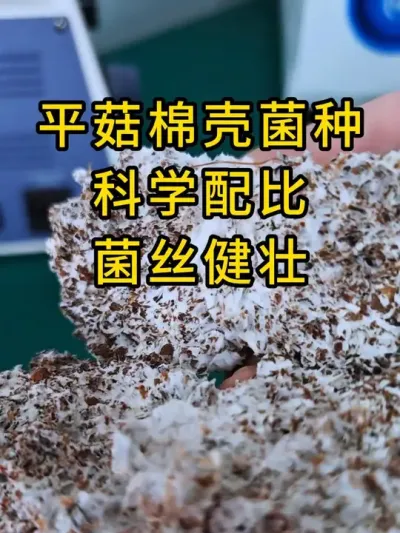 平菇棉壳菌种，科学配比，菌丝健壮，快来试试吧。#平菇种植 #菌种 #食用菌栽培种 #平菇菌种