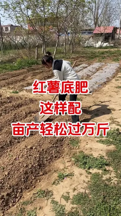 红薯底肥这样配亩产万斤以上#红薯种植#红薯底肥#红薯管理#红薯高产