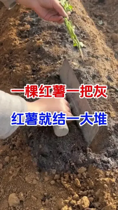 一棵红薯一把灰，红薯能结一大堆#红薯种植#红薯移栽#红薯管理#红薯高产#种植小技巧