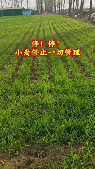 歇歇吧，小麦停止一切管理#农业种植技术 #助农扶农 #农业人 #小麦 #心系三农服务三农