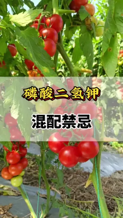 番茄种植磷酸二氢钾混配禁配#番茄种植方法及管理技术 #西红柿种植技术与管理法 #番茄种植技术 #磷酸二氢钾 #西红柿的种植技术