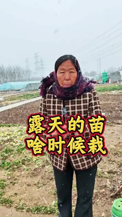蔬菜苗什么时候种 今天是倒春寒#蔬菜种植 #倒春寒 #生菜杨姐 #下雪了 @DOU+小助手