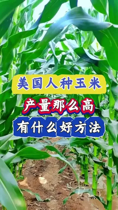 美国人种玉米产量那么高，是有什么高产诀窍吗？#玉米种植 #三农 #玉米 #春耕 #农业