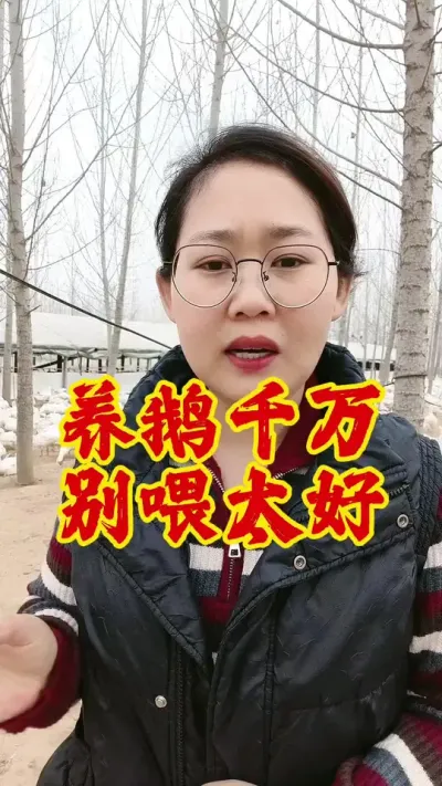 养鹅千万别喂太好#养鹅 #养鹅技术分享#养殖人加油 #养鹅人 #三农 #肉鹅