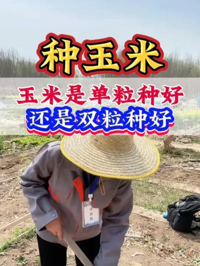 种玉米是单粒种好还是双粒种好 #玉米   #玉米种植   #玉米管理 #高产玉米 #种玉米