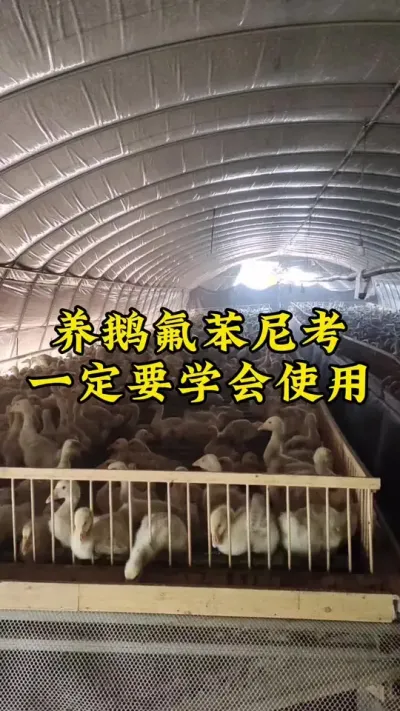 #禽病技术指导 #养鹅人 #养鹅技术分享 #肉鹅 #鹅