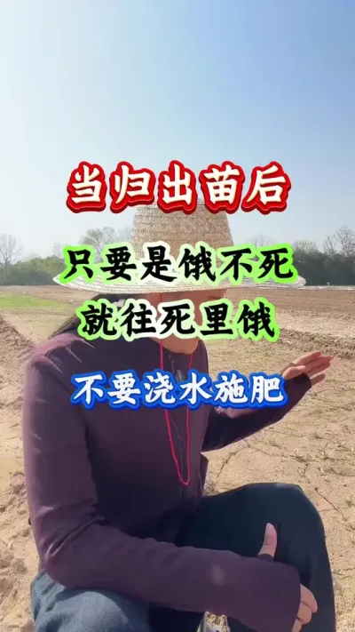 当归种植 当归出苗后只要是饿不死就往死里饿不要浇水施肥 #当归种植 #当归管理 #当归高产