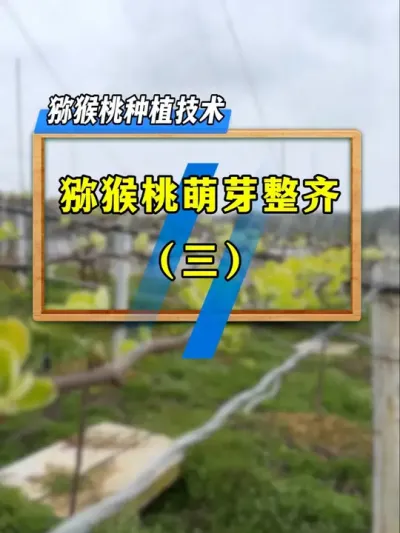 猕猴桃管理，技术方案选对了，壮枝萌芽前后很整齐，你这样做了吗？#种植小技巧 #农业技术推广 #果树管理 #三农