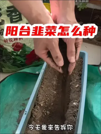 阳台韭菜种植的小技巧 #韭菜种植#阳台种植 #关注我一起学种菜 #自己种的纯天然的绿色蔬菜 #在家种菜