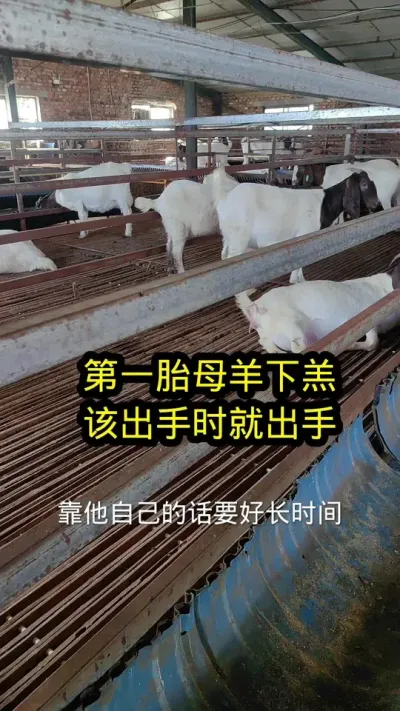 #养羊 #养羊人 #养羊技术分享 #养羊技术