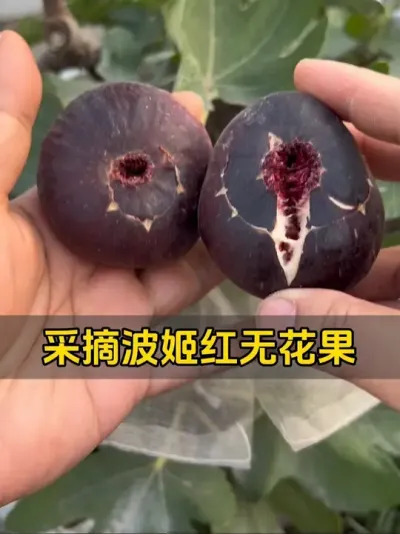 摘两个波姬红无花果的秋果，十分成熟，肯定很好吃！#记录我的种植生活 #盆栽无花果 #波姬红无花果 #新鲜采摘