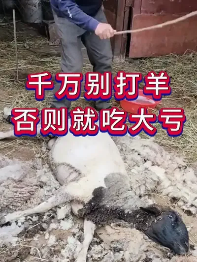 千万别打羊否则就吃大亏 #养羊 #三农 #新手养羊 #养殖