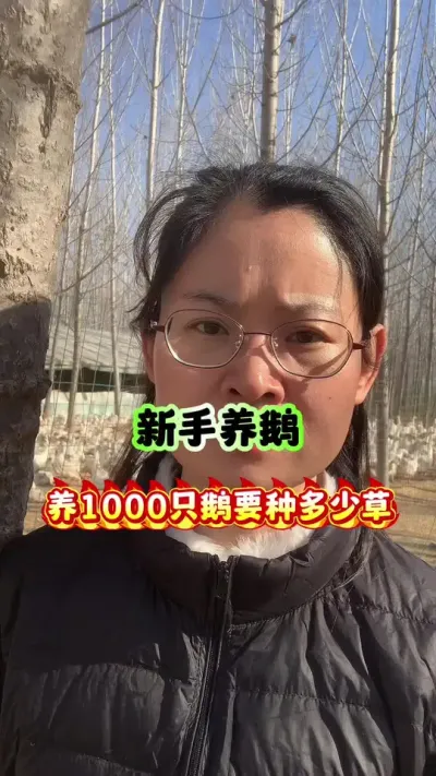 新手养鹅养1000只需要种多少草 新手养鹅，养1000只鹅需要种多少草？#三农 #养鹅人 #养鹅技术分享 #养鹅 #养殖人加油