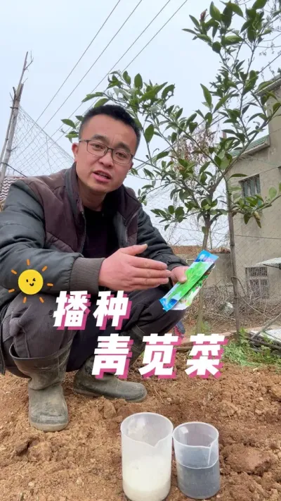 播种青苋菜，苋菜怎么播种出苗快？#学种菜 #每天分享蔬菜种植技巧 #关注我一起学种菜 #种植的乐趣 #我爱种菜
