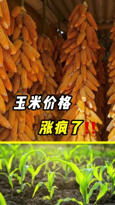 玉米价格，涨疯了 家里还有玉米的家人们，好消息来了#玉米 #玉米种植 #玉米涨价 #粮价