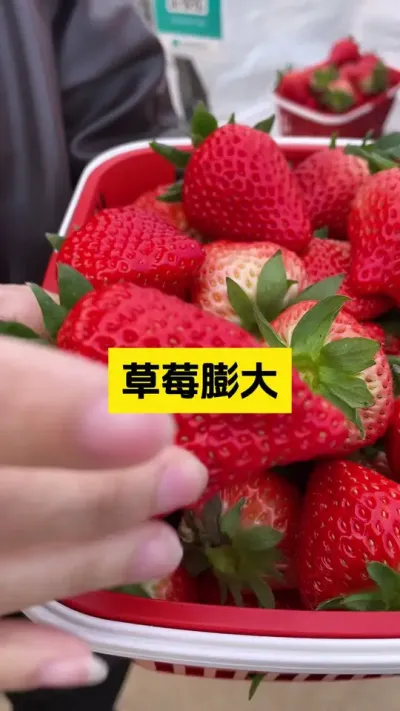 不要焦虑，更不要制造焦虑！#启明大师姐 #草莓种植管理技术和方法 #农业技术推广 #农业种植 #病虫害防治