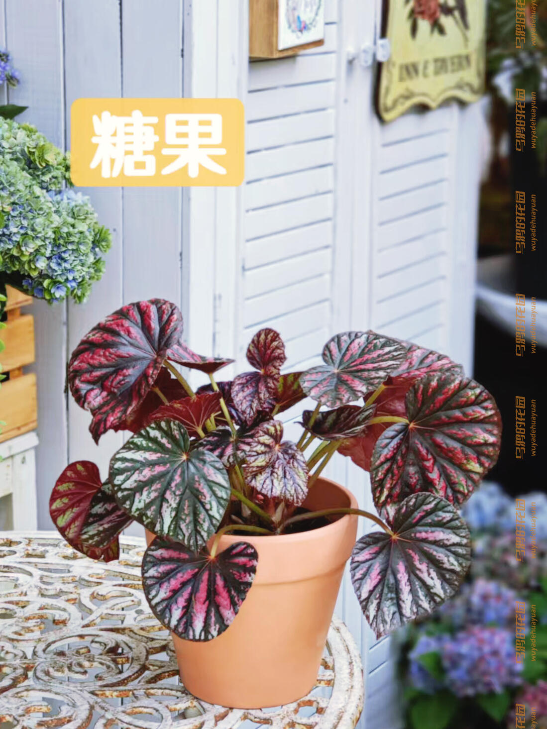 http://static.ixuenong.com/pxn/uploads/prod/thirdfile/2025/05/29aaebe78b4e7fc30a5d6d797679d96a.jpg