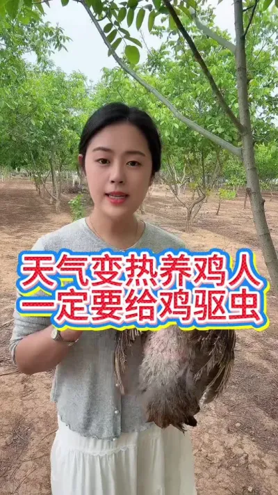 天气变热以后养鸡人一定要注意给鸡驱虫#鸡鸭鹅养殖 #科学养鸡 #抖音养鸡人 #服务三农支持三农 #养鸡人