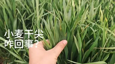 小麦干尖咋回事？对产量有影响吗？如何解决？ 