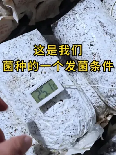 平菇种植，菌种发菌需要什么我们就给他什么，满足菌种发菌的一切条件，菌丝才会浓白健壮。#平菇种植 #平菇菌种 #食用菌栽培种 #栽培种