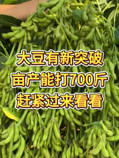 高产大豆品种怎么选，亩产700-900斤不再是梦 #服务三农支持三农 #抖音助农 #农业种植 #优质农产品