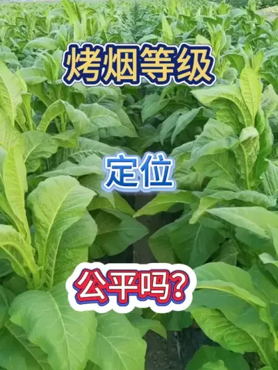 烤烟等级定位公平吗？ #烤烟种植技术与管理 #烤烟 #烤烟种植 #烟草种植 #农业种植