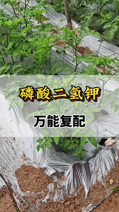 磷酸二氢钾万能复配#番茄种植方法及管理技术 #西红柿种植技术与管理法 #服务三农支持三农 #磷酸二氢钾 #分享农业知识帮农民增产增收