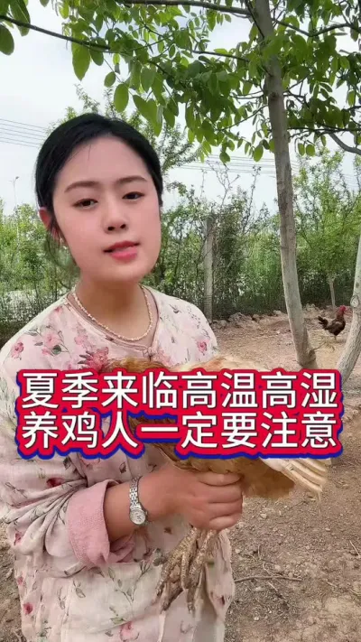 夏季来临高温高湿养鸡人一定要注意#养鸡#科学养鸡#散养土鸡#养鸡妙招#鸡鸭鹅养殖