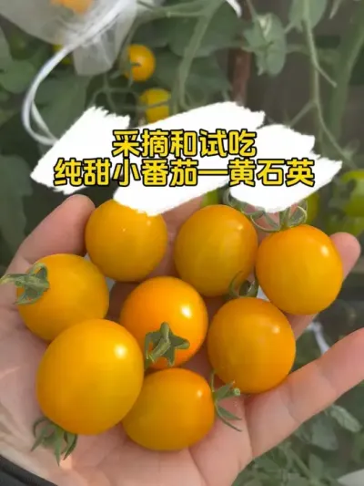 纯甜口感的小番茄黄石英，一边采摘一边忍不住炫，太好吃了！真甜！#记录我的种植生活 #盆栽果树 #番茄种植 #楼顶菜园