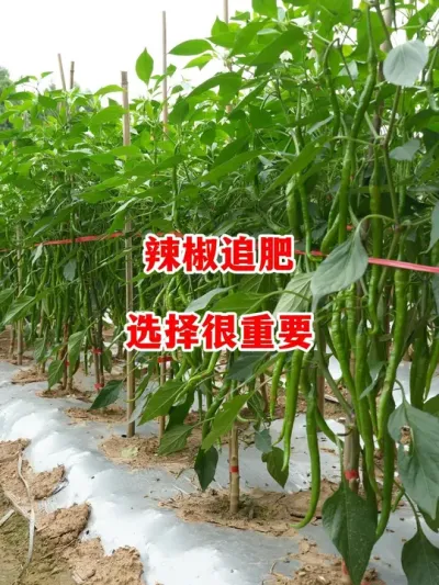 选择正确的肥料助力轻松种辣椒#辣椒种植 #辣椒 #小米辣 #线椒 #来抖音学农技