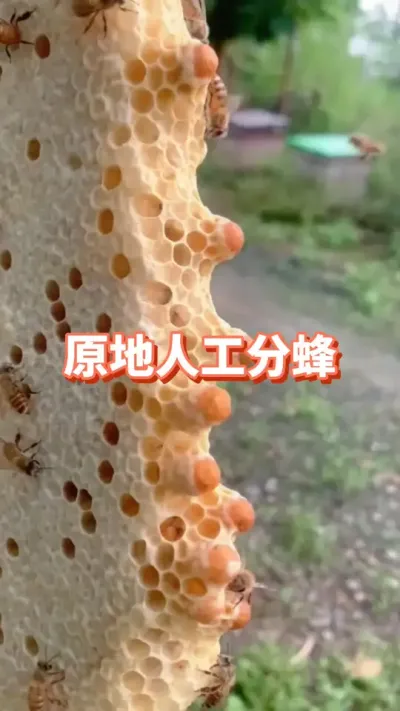 怎么人工分蜂#蜜蜂养殖 #三农 #人工分蜂
