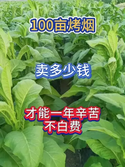 100亩烤烟地，卖多少钱，一年的辛苦才不白费 #服务三农支持三农 #农业种植 #烤烟 #烤烟种植 #烤烟种植技术与管理